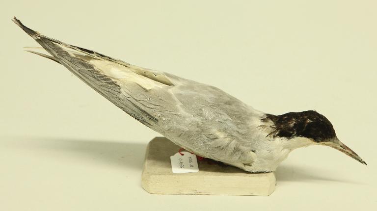 animal naturalisé : oiseau : Sterne pierre-garin