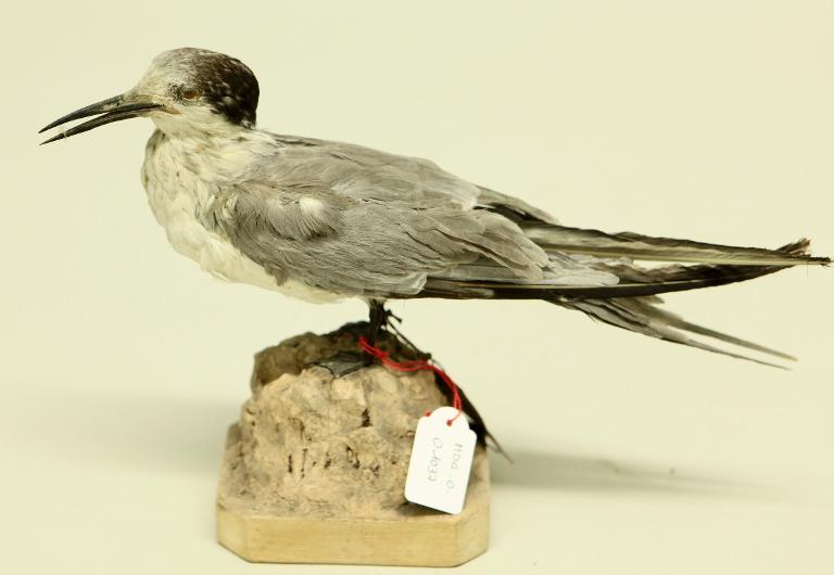 animal naturalisé : oiseau : Sterne