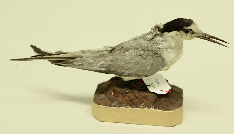 animal naturalisé : oiseau : Sterne naine