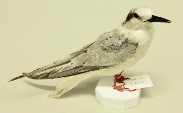 animal naturalisé : oiseau : Sterne naine