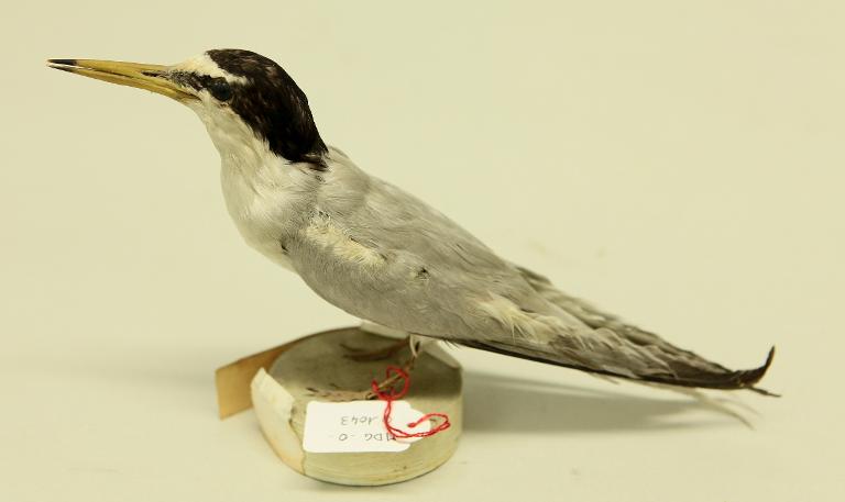 : oiseau : Sterne naine