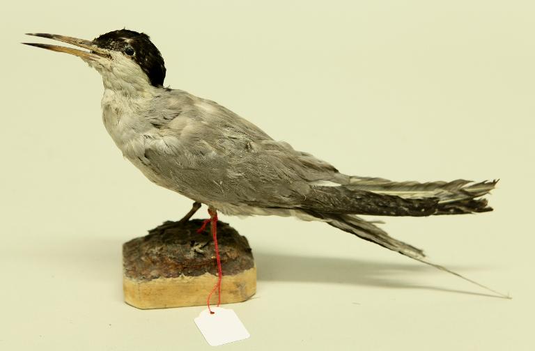 animal naturalisé : oiseau : Sterne de Dougall