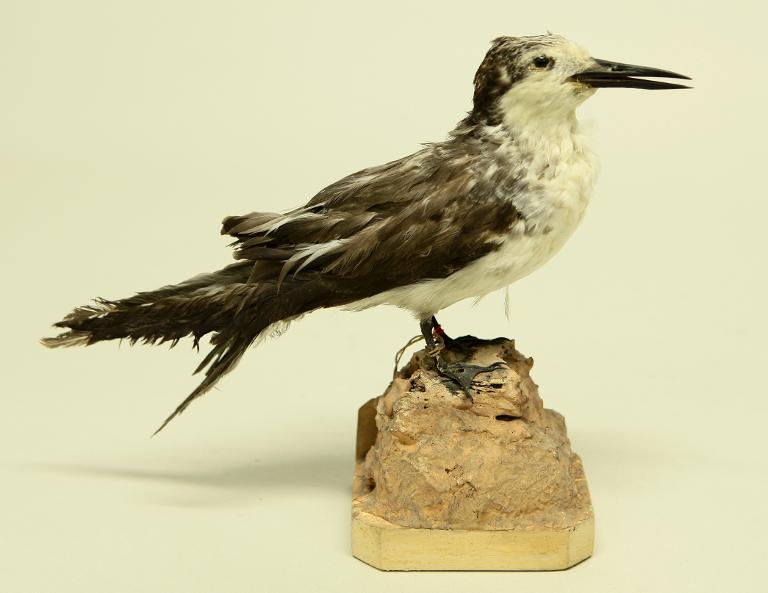 animal naturalisé : oiseau : Sterne bridée