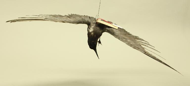 animal naturalisé : oiseau : Guifette noire