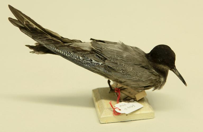 animal naturalisé : oiseau : Guifette noire