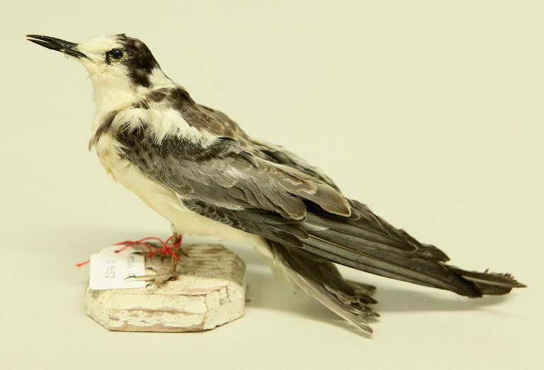 animal naturalisé : oiseau : Guifette noire