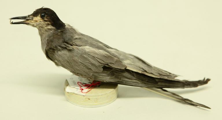 animal naturalisé : oiseau : Guifette noire