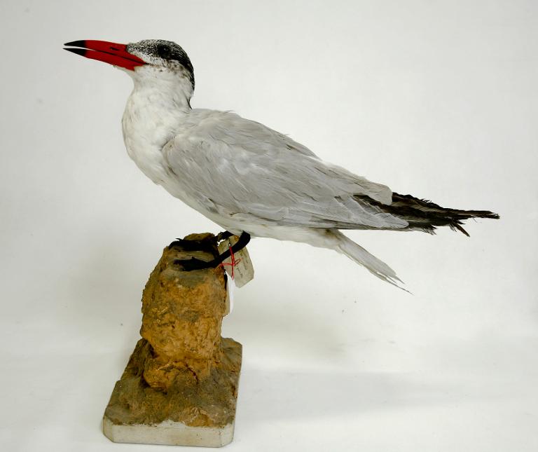 animal naturalisé : oiseau : Sterne caspienne