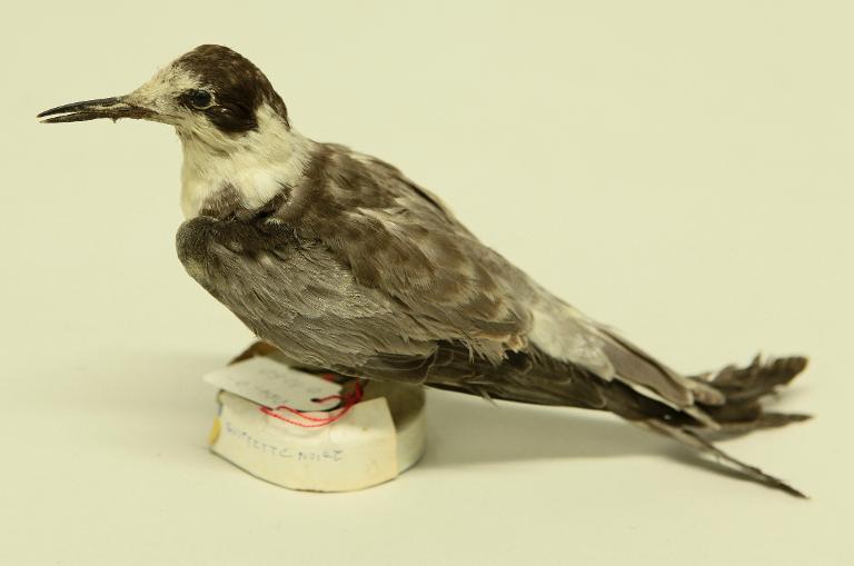 animal naturalisé : oiseau : Guifette noire