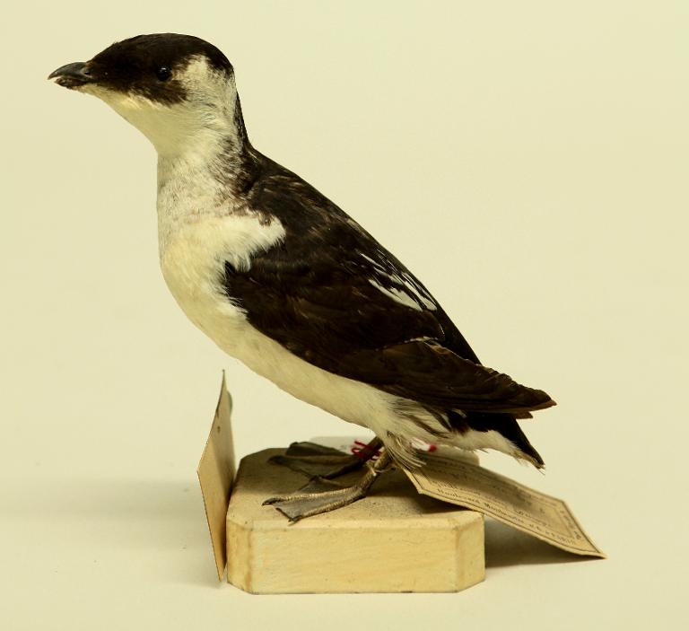 animal naturalisé : oiseau : Mergule nain