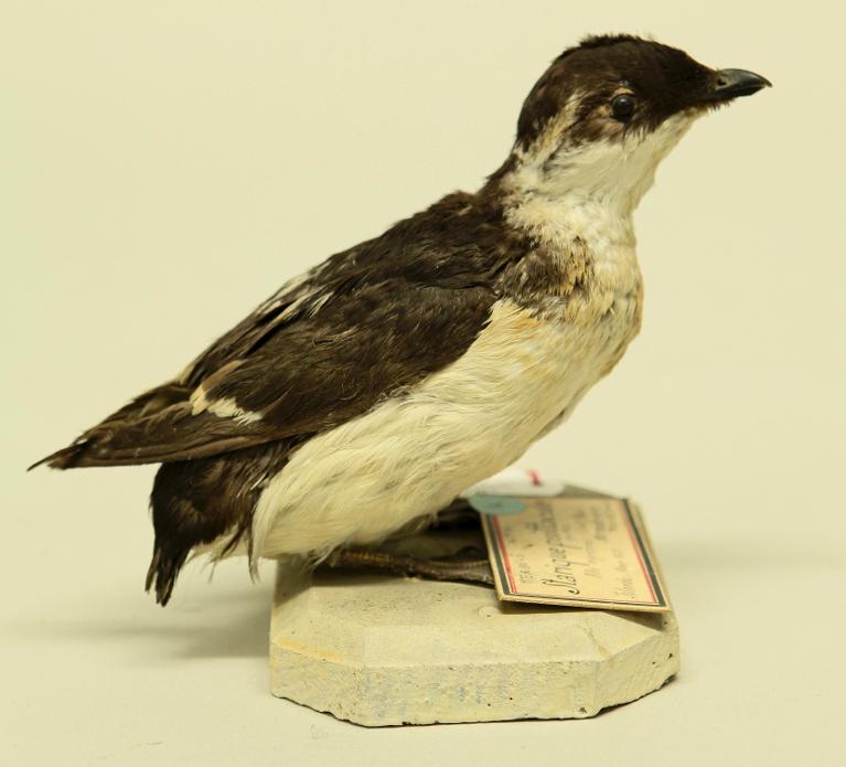 animal naturalisé : oiseau : Mergule nain