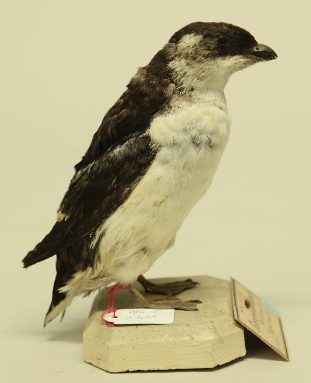 animal naturalisé : oiseau : Mergule nain