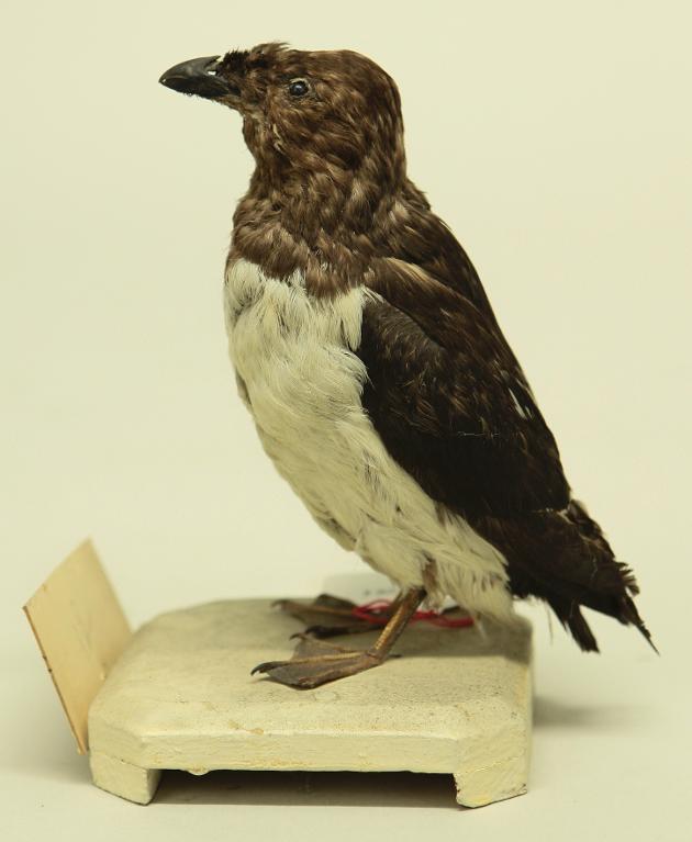 animal naturalisé : oiseau : Mergule nain