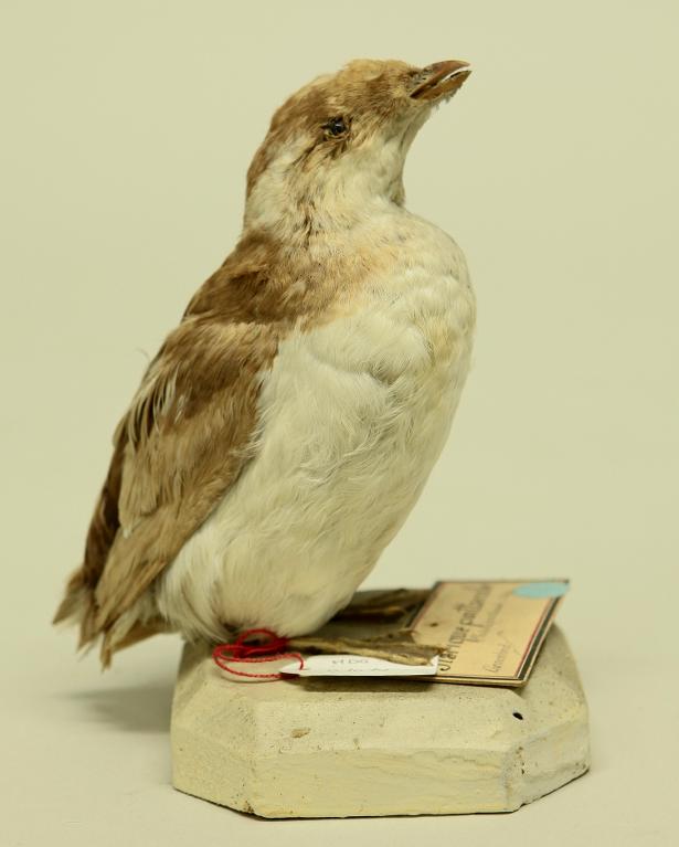 animal naturalisé : oiseau : Mergule nain