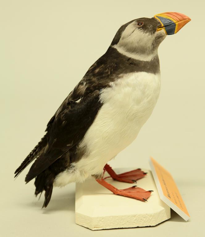 animal naturalisé : oiseau : Macareux moine