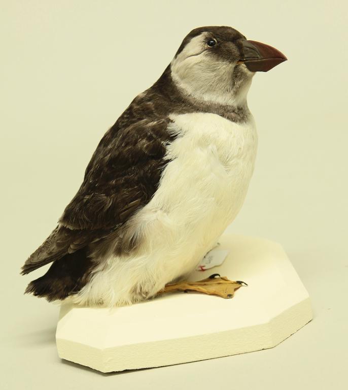 animal naturalisé : oiseau : Macareux moine