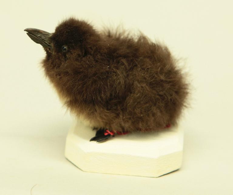 animal naturalisé : oiseau : Macareux moine