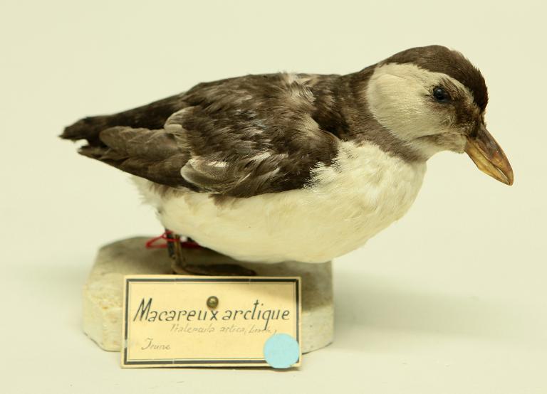 animal naturalisé : oiseau : Macareux moine