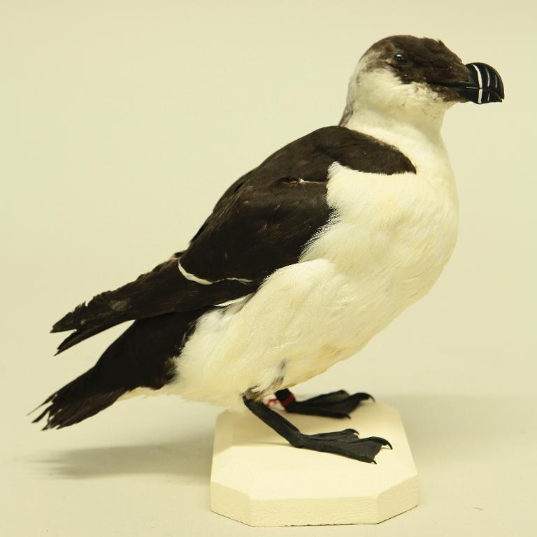 animal naturalisé : oiseau : Pingouin torda