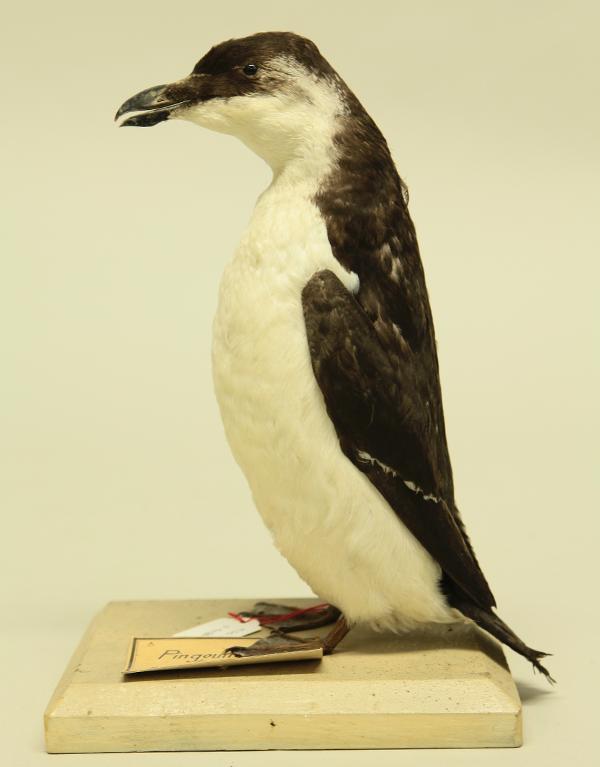 animal naturalisé : oiseau : Pingouin torda