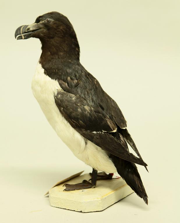 animal naturalisé : oiseau : Pingouin torda