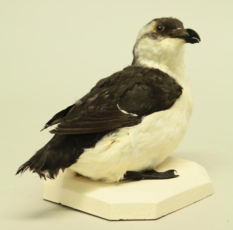 animal naturalisé : oiseau : Pingouin torda