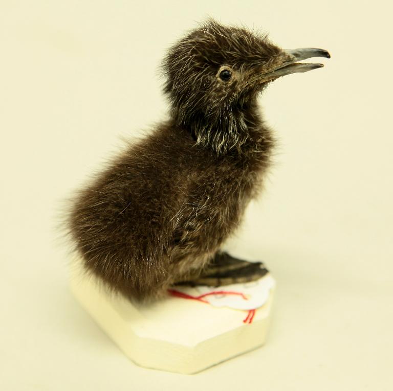 animal naturalisé : oiseau : Guillemot de Troïl