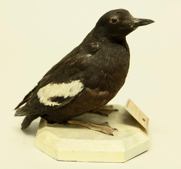 animal naturalisé : oiseau : Guillemot à miroir