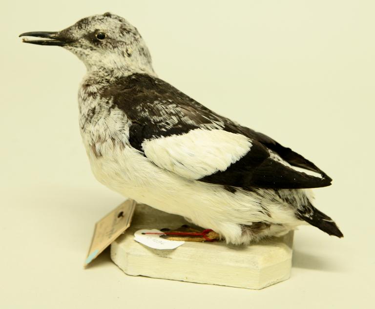 animal naturalisé : oiseau : Guillemot à miroir