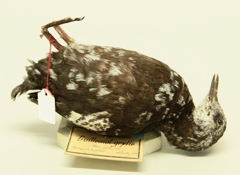 animal naturalisé : oiseau : Guillemot à miroir