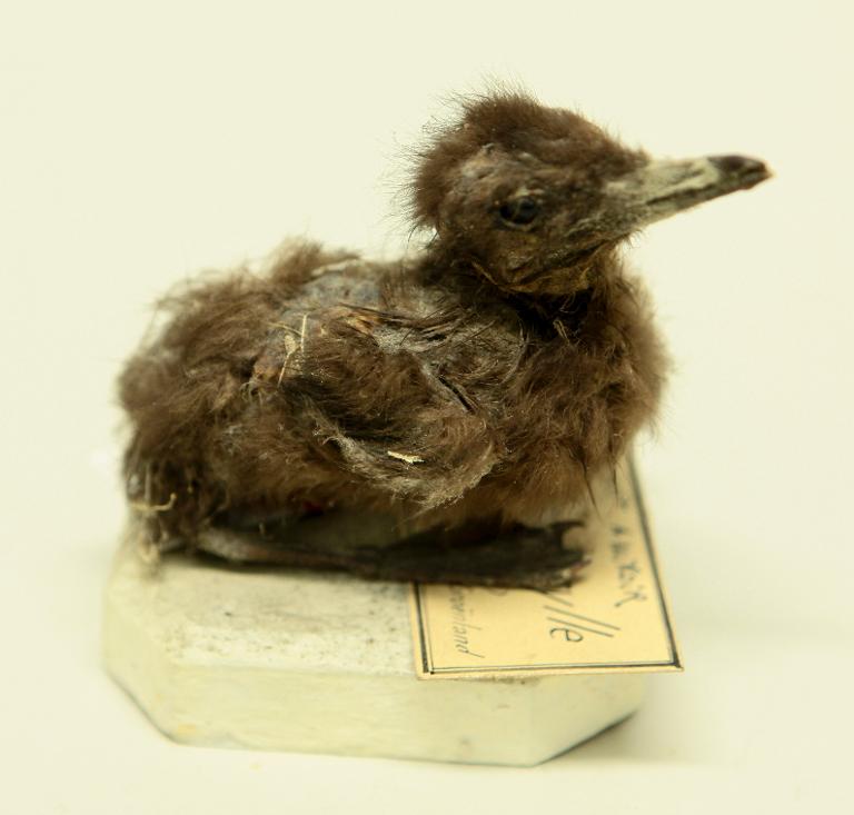 animal naturalisé : oiseau : Guillemot à miroir