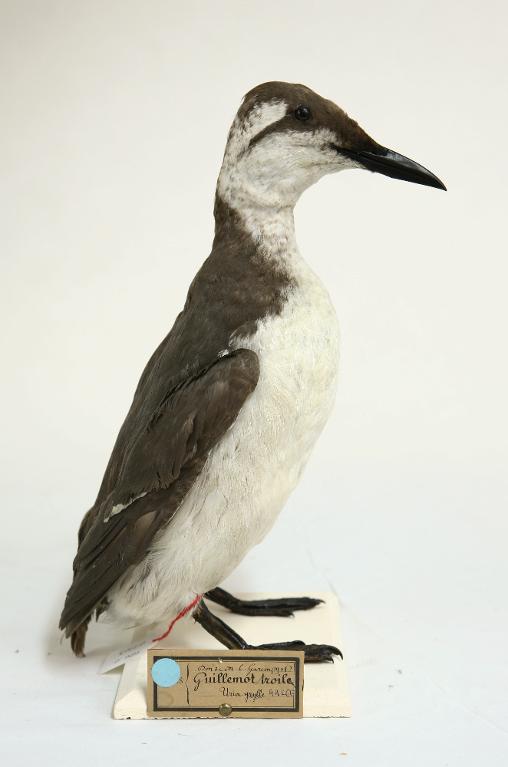 animal naturalisé : oiseau : Guillemot de Troïl