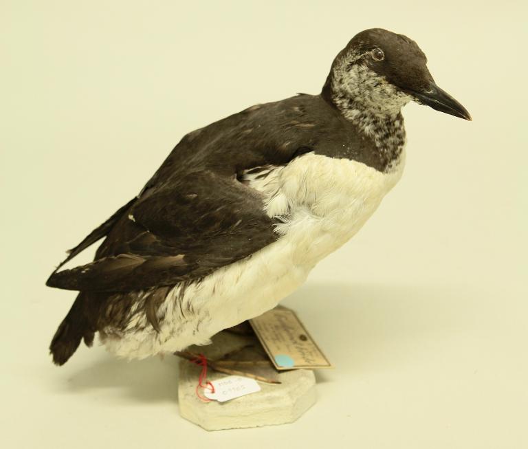 animal naturalisé : oiseau : Guillemot de Troïl
