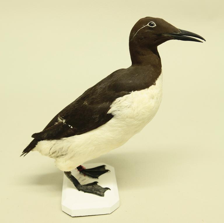 animal naturalisé : oiseau : Guillemot de Troïl bridé