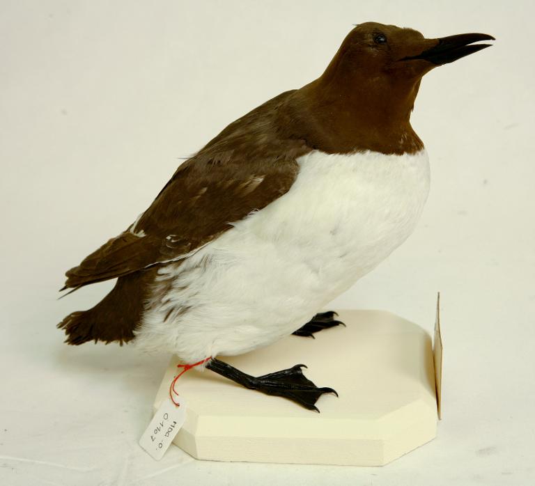 animal naturalisé : oiseau : Guillemot de Troïl
