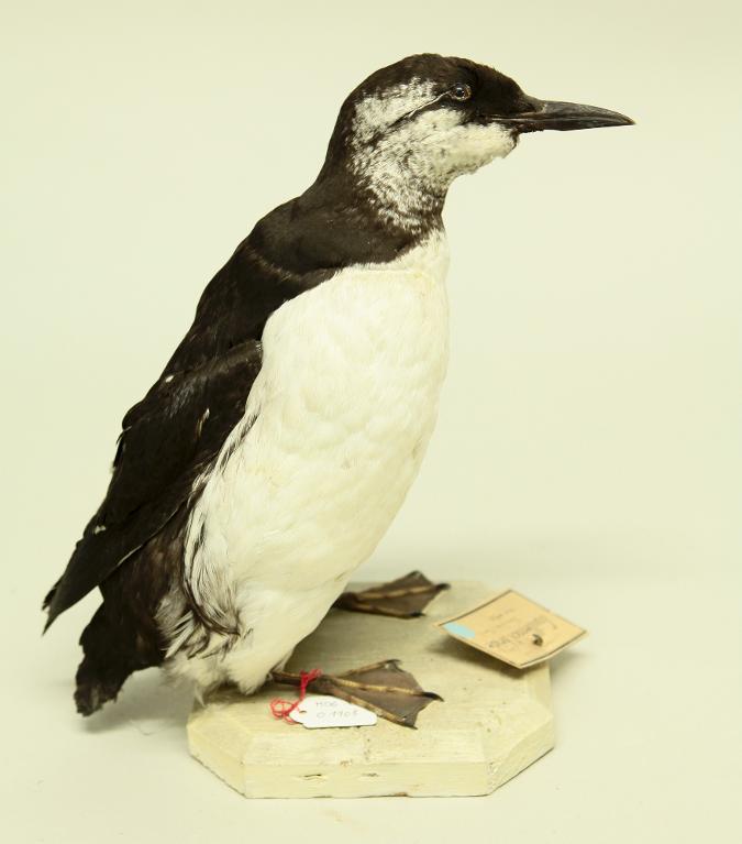 animal naturalisé : oiseau : Guillemot de Troïl bridé