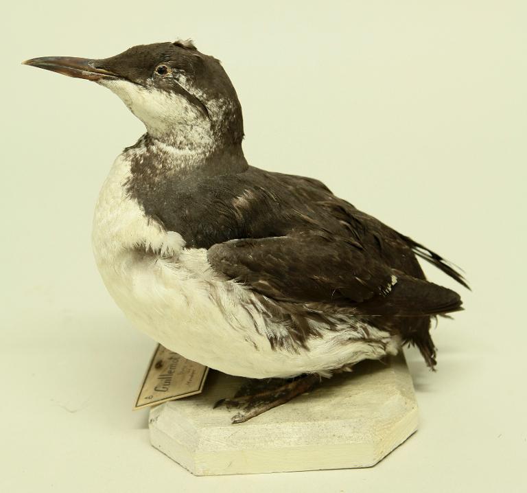 animal naturalisé : oiseau : Guillemot de Troïl