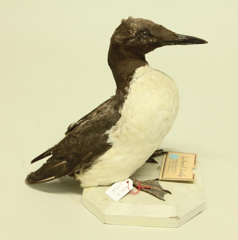 animal naturalisé : oiseau : Guillemot de Troïl