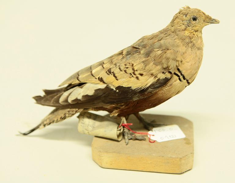 animal naturalisé : oiseau : Ganga à ventre brun