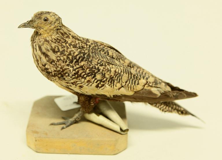 animal naturalisé : oiseau : Ganga à ventre brun