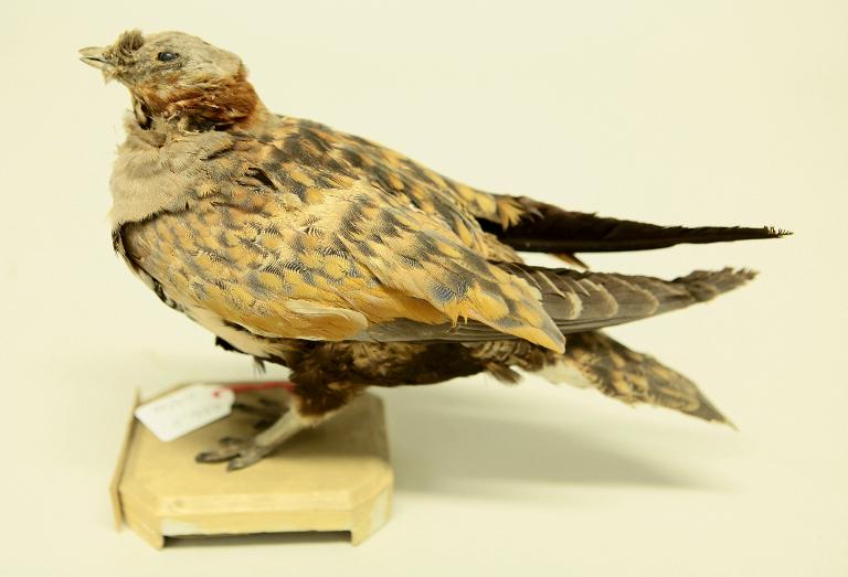 animal naturalisé : oiseau : Ganga unibande