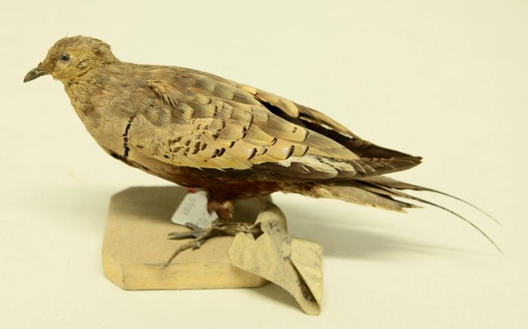 animal naturalisé : oiseau : Ganga à ventre brun