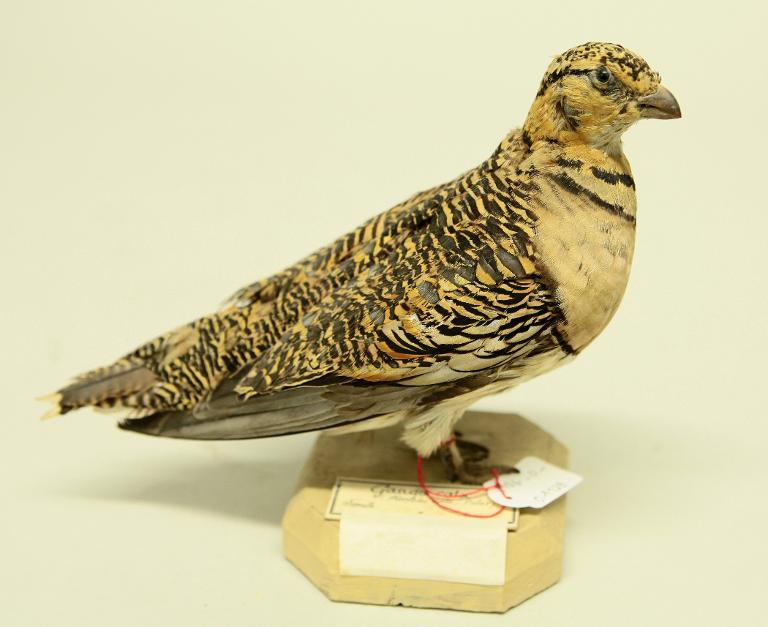 animal naturalisé : oiseau : Ganga cata