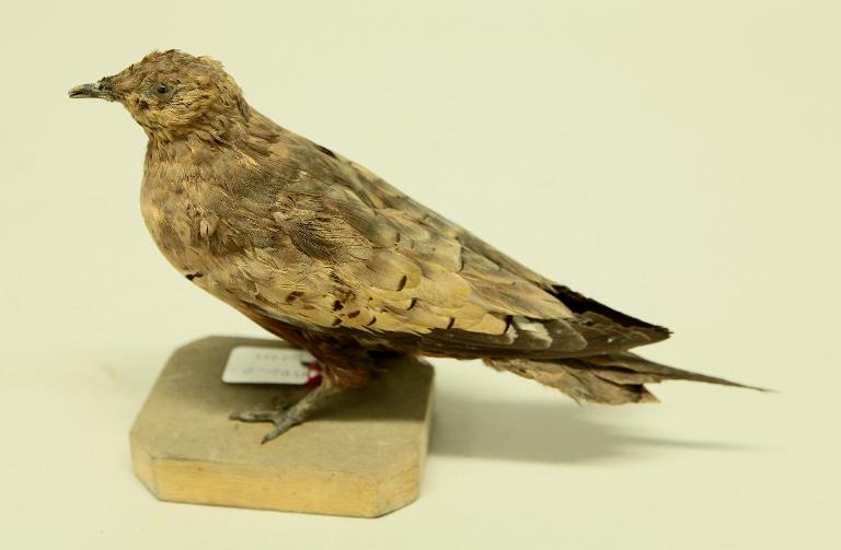 animal naturalisé : oiseau : Ganga à ventre brun