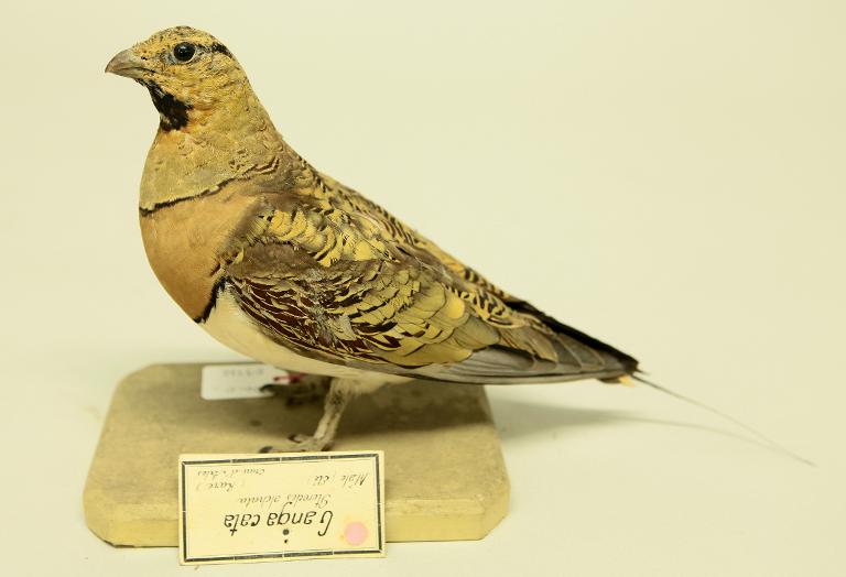 animal naturalisé : oiseau : Ganga cata