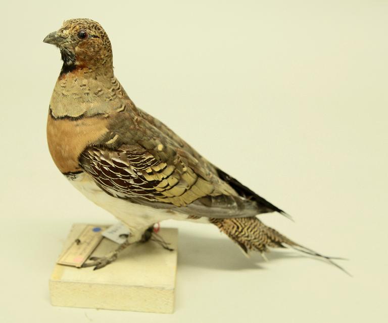 animal naturalisé : oiseau : Ganga cata