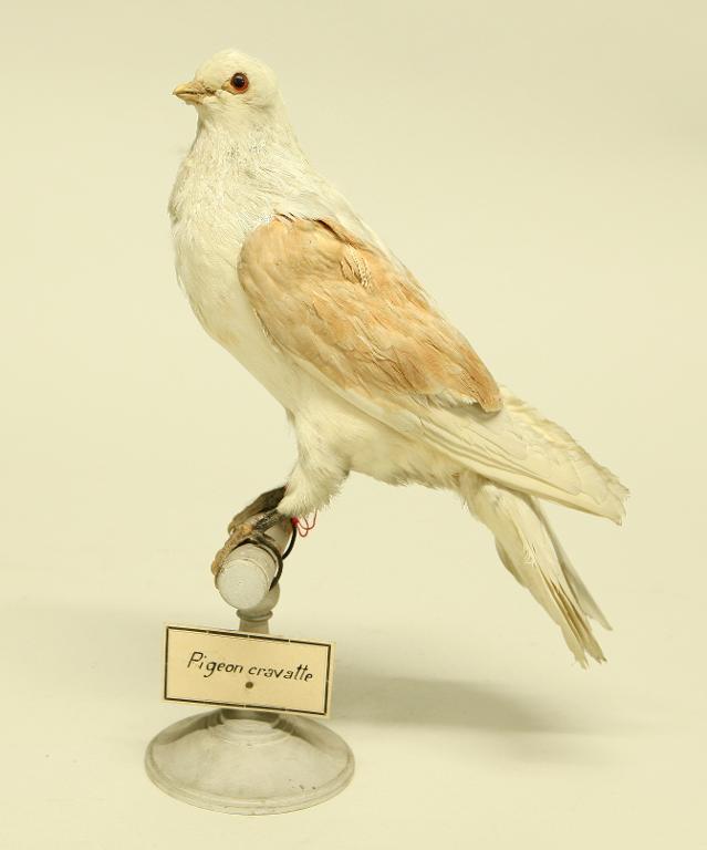 animal naturalisé : oiseau : Pigeon domestique cravatte