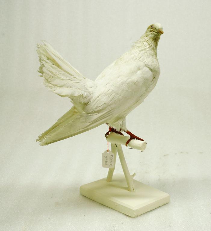 animal naturalisé : oiseau : Pigeon  paon