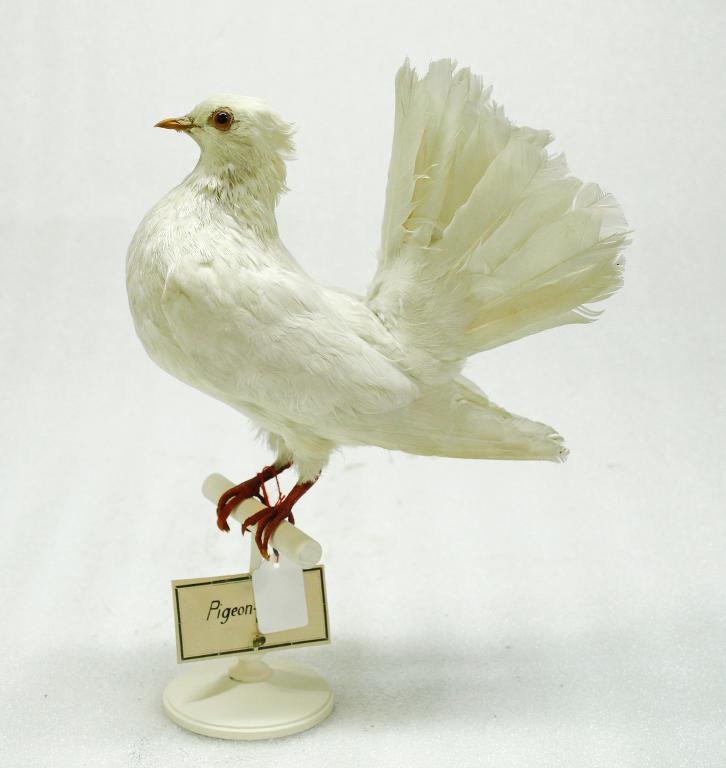 animal naturalisé : oiseau : Pigeon  paon