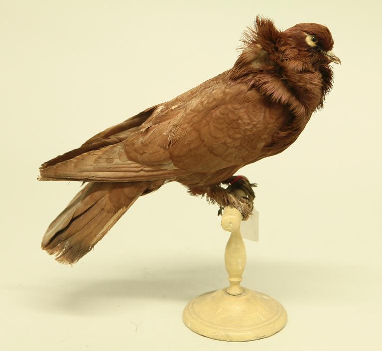 animal naturalisé : oiseau : Pigeon domestique